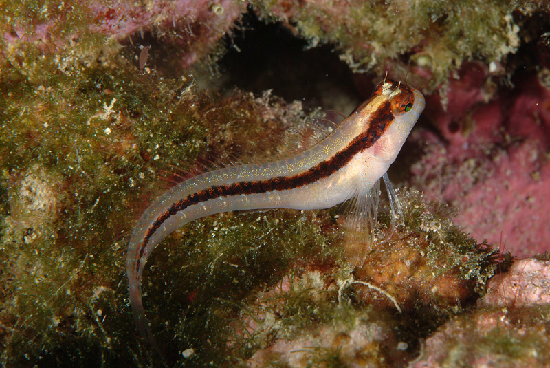 Blennidi